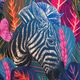 Női Waikane Vibe Blue Zebra eső dzseki P-BZebra 5