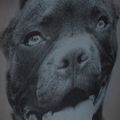 Férfi hátizsák Pitbull West Coast Pitbull Ir black/grey 12