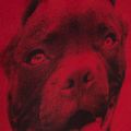 Férfi hátizsák Pitbull West Coast Pitbull Ir black/red 13