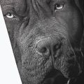 Férfi leggings Pitbull West Coast Born in 1989 black 3