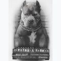 Férfi póló Pitbull West Coast Mugshot 2 white 8