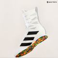 Boxcipő adidas Box Hog 4 cloud white/core black/cloud white 10