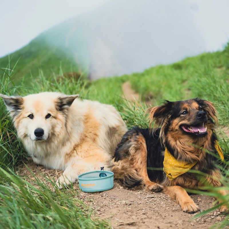 Kutyatál HydraPak Rover sutro green 7